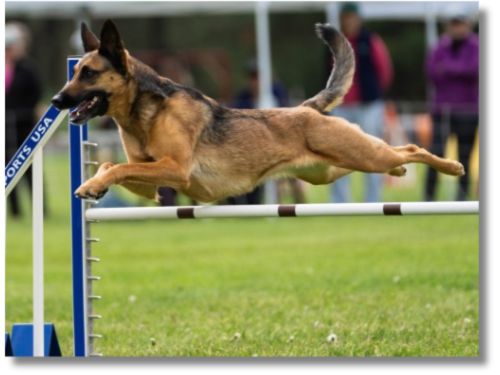 Belgian Malinois jumping